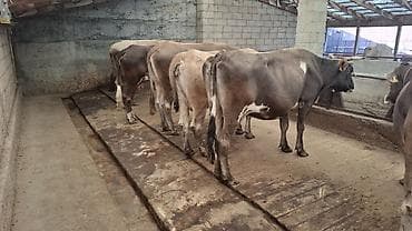 бараны цена бишкек: Продаю | Корова (самка), Бык (самец) — 3