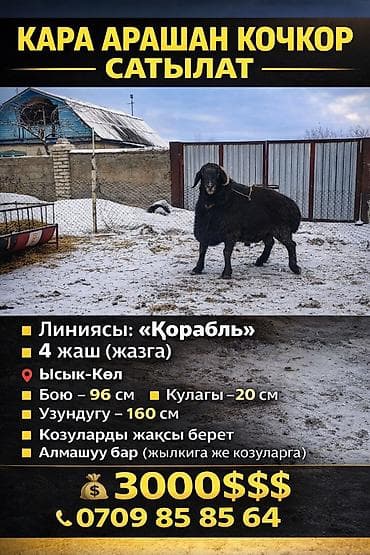 латки для яиц: Продаю | Баран (самец) | Арашан | Для разведения | Племенные, Осеменитель — 4