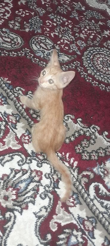 белые кошки: Рыжий котёнок с тигровым рисунком на шерсти. Короткошёрстный, с мягкой — 3