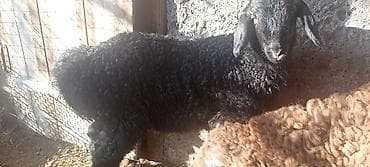 собака такса: Продаю | Ягненок | Для разведения — 1