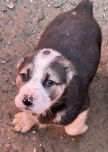 Үй жаныбарлары үчүн товарлар: Щенки алабай месяц почти - Окрас: есть щенки с чёрно-белым и палевым — 1