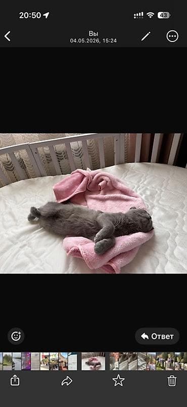 Мышыктар: Шотландский короткошёрстный котёнок, окрас серый ( равномерный — 2