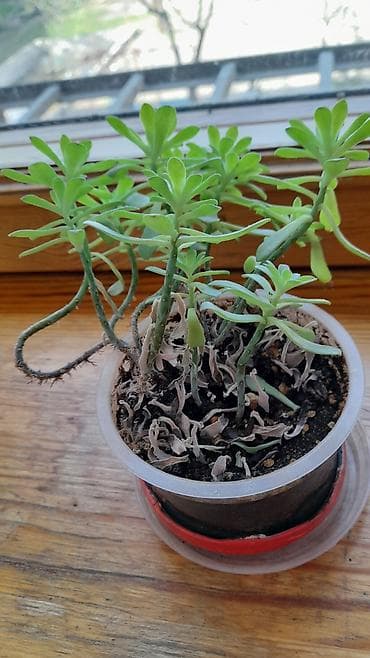 алоэ вера кыргызстан: - Алоэ, лечебный, возраст более 1 года, высота 30 см. Есть два — 10