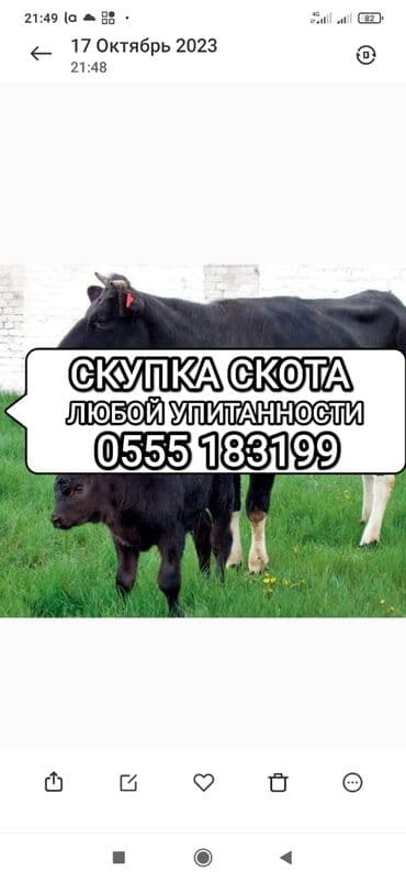 тюк пресс: Куплю | Лошади, кони, Другие с/х животные, Коровы, быки | Круглосуточно, Любое состояние, Забитый — 1