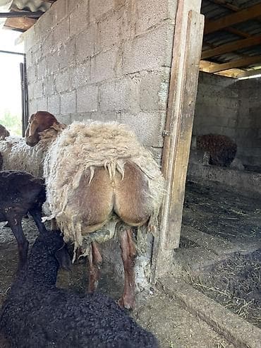 Продаю | Овца (самка) | Для разведения