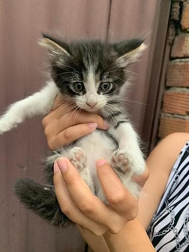 Мышыктар: Отдам в добрые руки. Котята ищут свою семью🐾 🤍 Белая девочка — 4