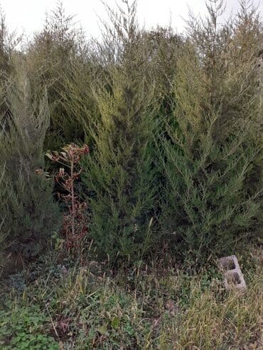 купить семена люцерны и эспарцета: Продаю саженцы хвойные. Можжевельник. Туя коллоновидная.Туя книжка — 1