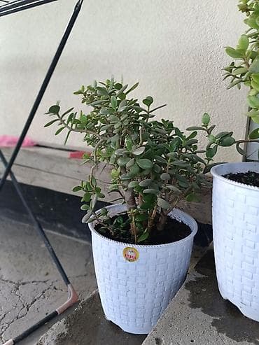 толстянка купить: Толстянка (Crassula ovata, денежное дерево) в декоративном кашпо. - — 3