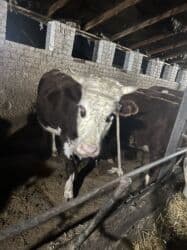 домик для животных: Сатам | Уй (ургаачы) | Симментал | Көбөйтүү үчүн | Асыл тукумдуу — 16