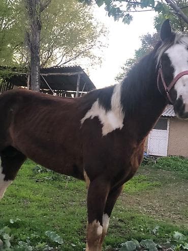 Продаю | Кобыла (самка) | Рабочий