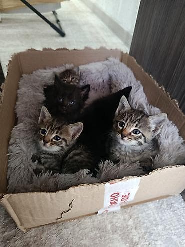 пл: Отдам в добрые ручки .Котята из одного помёта: тигровые и чёрные — 1