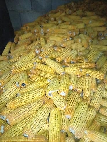 Жугору сатылат огородтуку 2 тонна сатам