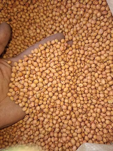 гороховые отруби: Семена сои - Фракция: ровная, калиброванные бобы круглой формы - — 1