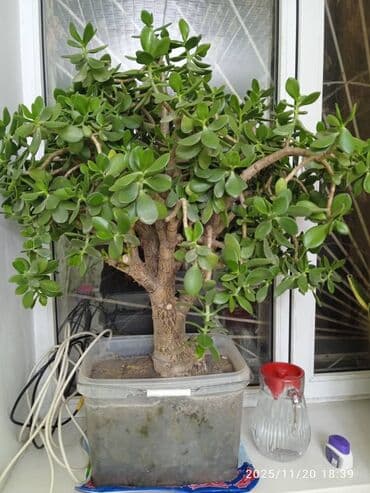 мебель на заказ бишкек цены: Денежное дерево толстянка живое дерево — 4