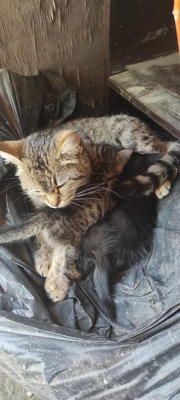 куплю кота британца: Ассалам алейкум . 2 кара эркек, 3су ургаачы. 1 ай болду туулгандарына — 1