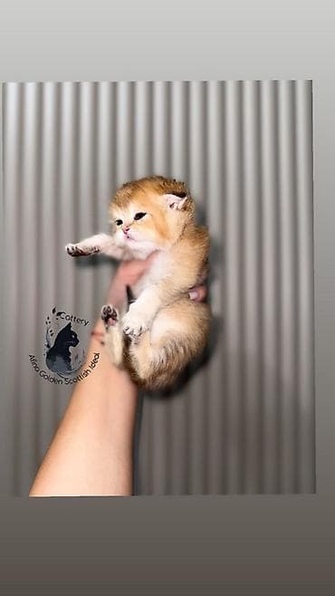 кошка бурма: Скотиш Фолд (Шотландская вислоухая), 1 месяц, Мальчик, Золотая шиншилла, Приучена к лотку, Проглистована, С документами — 7