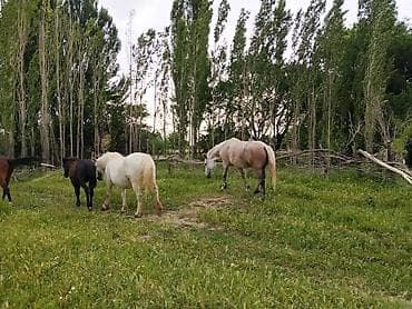 породистый: Лошадь светло-гнедо-серой масти (в яблоках), с густой светлой гривой и — 2