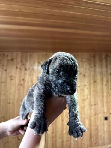 бульдоги: Щенки Канарского Дога (Presa Canario) С документами, прививками 8 — 46