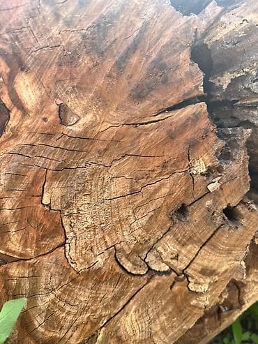 пенек купить: Срубили абрикос, дереву больше 40 лет 🌳 Древесина очень крепкая и — 1