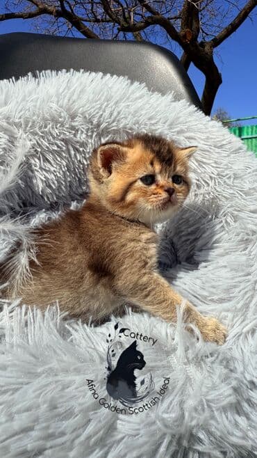 объявления о продаже собак: Британская короткошёрстная, 1 месяц, Мальчик, Золотая шиншилла, Приучена к лотку — 10