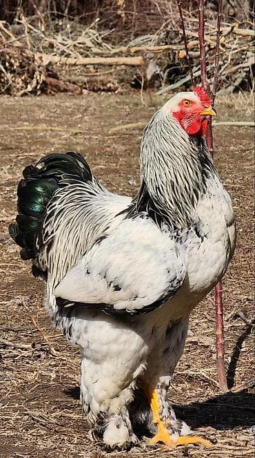 на племя: Продаю | Петух | Брама | Для разведения — 2