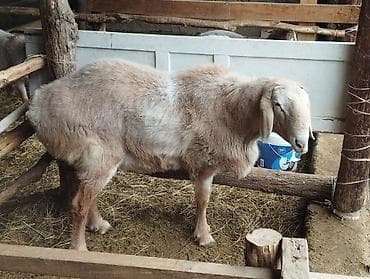 молодой: Продаю | Овца (самка) | Для разведения | Племенные — 3
