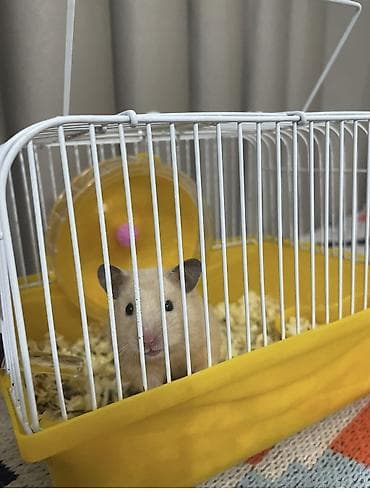 Шиншиллы: Отдам в хорошие руки. Сирийский (золотистый) хомячок, активный и — 2