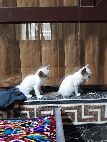 котик 1 месяц: Г. Манас. Жалал-Абад. котята, мышык, отдам даром в хорошие руки — 8