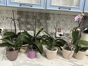 Кийимге кам көрүү жана сактоо: Срочно распродаю домашние орхидеи фаленопсис, все сортовые Голландия — 3