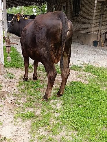 белые кролики: Продаю | Корова (самка) — 10