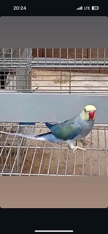 баа: Александрийские ожереловые попугаи (Psittacula eupatria) Имеются — 10