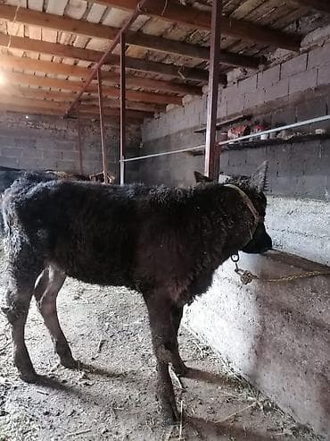 Услуги ветеринара: Продаю | Музоо, торпок | Полукровка | На откорм | Привязанные — 4