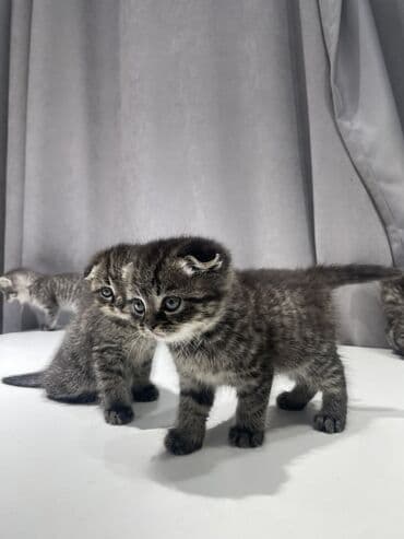 вислоухие котята фото: Скотиш Фолд (Шотландская вислоухая), 1 месяц, Мальчик, Приучена к лотку — 3