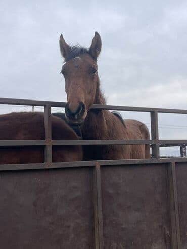 шотландская вислоухая кошка цена бишкек: Продаю | Жеребец, Жеребенок | Полукровка, Английская | Конный спорт — 3