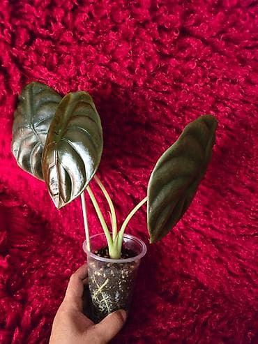 большой фикус: Ароидное комнатное растение Alocasia (вариететная форма) — 7