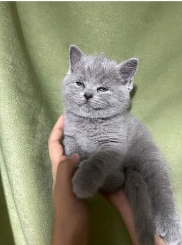 все породы собак в мире: Скотиш Страйт (Шотландская прямоухая), 1 месяц, Девочка, Голубой, Приучена к лотку — 3