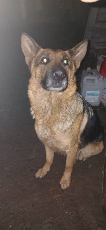 карманная собака: Немецкая овчарка, 1 месяц, Самец — 1