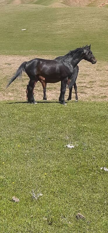 Ветеринар кызматы: Сатам | Бээ (ургаачы) | Жумушка — 1