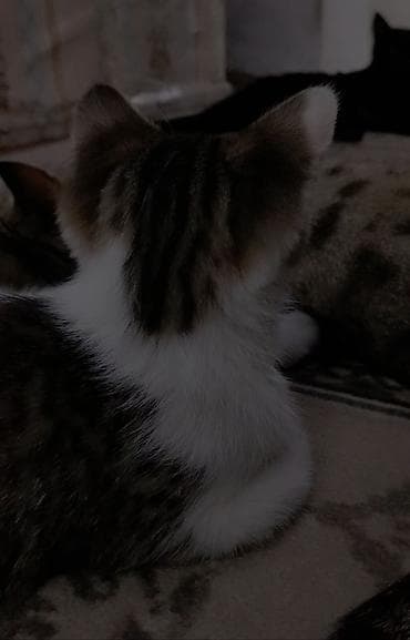 приют котят: Котёнку 2 месяца, к лотку приучен ещё с первого месяца. Кушает корм — 5