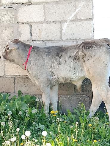 Продаю | Музоо, торпок | На откорм | Привязанные