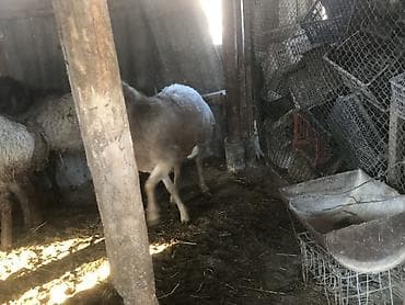 животные собака: Продаю | Овца (самка), Ягненок, Баран (самец) | Гиссарская, Полукровка, Долан | На забой, Для разведения, Для шерсти | Племенные, Котные, Осеменитель — 4