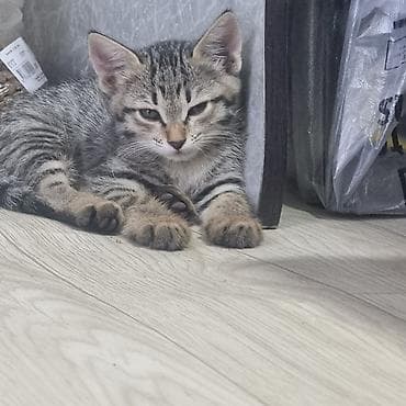 кошачья еда: Котята, полосатики и тигровые — домашние малыши - Порода: беспородные — 2