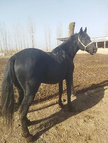 Мышыктар: Сатам | Жылкы (эркек) | Көбөйтүү үчүн | Асыл тукумдуу — 1