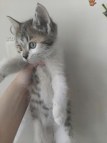 кошка рэгдолл: Кошка даром: Беспородная, 1 месяц, Девочка, Приучена к лотку — 7