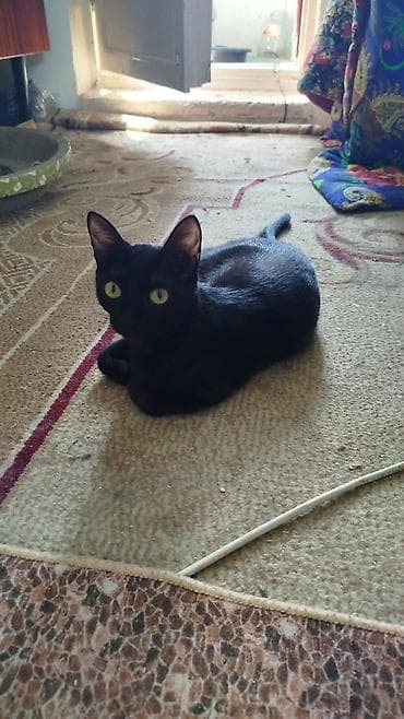 кошка домашняя: Котята, домашние, ручные. - Окрас: светлый серебристый табби — 6