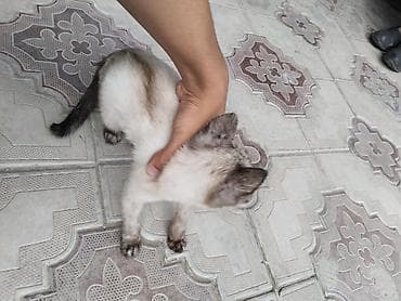 сиамс: Сиамская, 2 месяца, Девочка, Белый, Приучена к лотку — 3