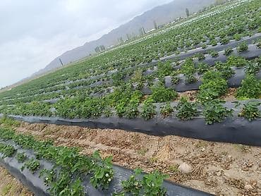 Рассада садовой земляники (клубники) сорт КЛЕРИ ЕСТЬ В НАЛИЧИИ - Тип — 4