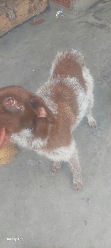 валер для собак: Собака небольшого размера, короткошерстная, окрас коричнево-белый — 1