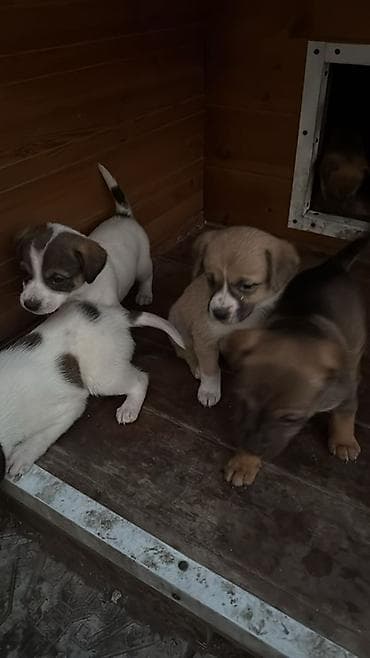 профессиональная дрессировка собак: Щенки смешанных пород Отдам Даром ! Кушают любую еду Подходят для — 4