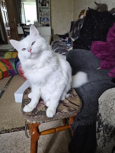 турецкая ангора: Кошка даром: Ангорская, 9 месяцев, Девочка, Кастрирована, Метис, Приучена к лотку — 10